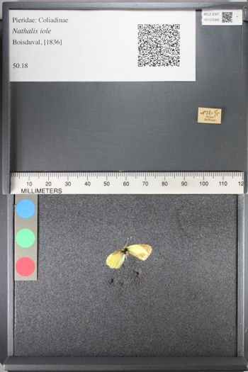 Media type: image;   Entomology 123366